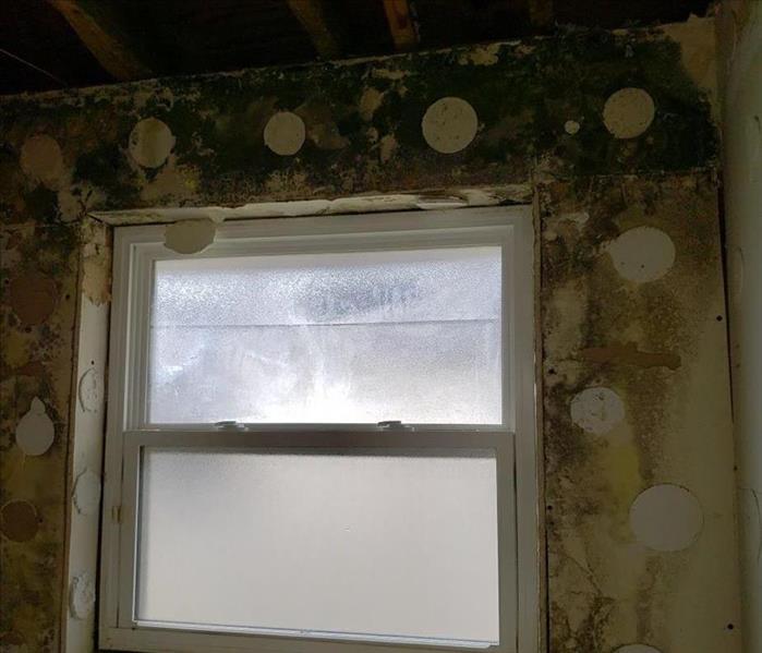 Mold surrounding a window on wall